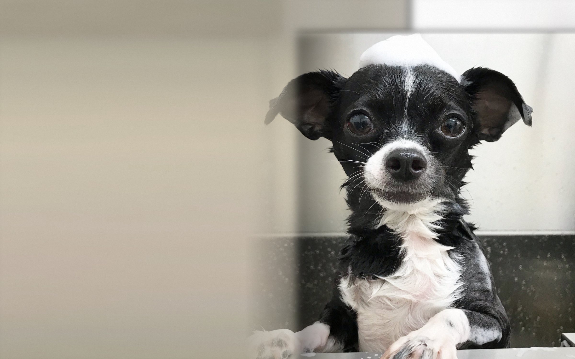 A black and white chihuahua in the salon tub with a little hat of shampoo foam
