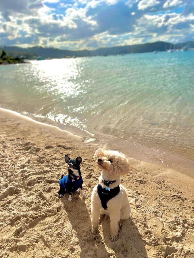 A cream poodle and a little black chihuahua sitting on the sand at the beach