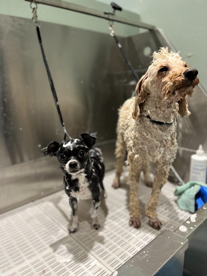 A chihuahua and a wet cream poodle-cross waiting in the salon's grooming tub